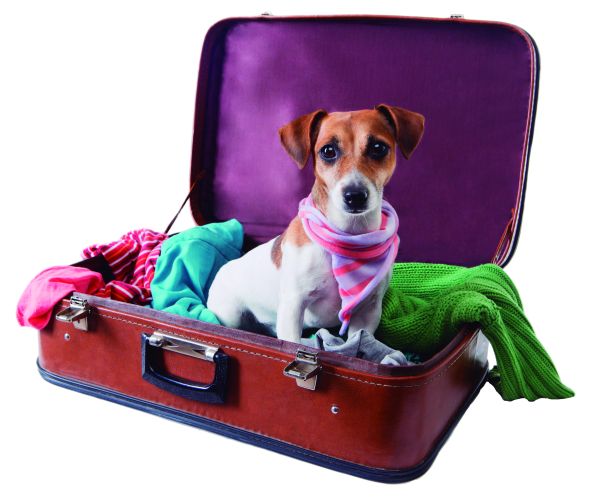 Viajando con mi perro 