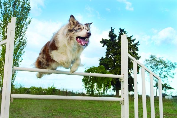 'Agility'