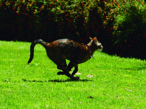 Destreza felina 