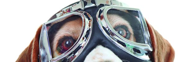 Â¿Como puede viajar segura su mascota?
