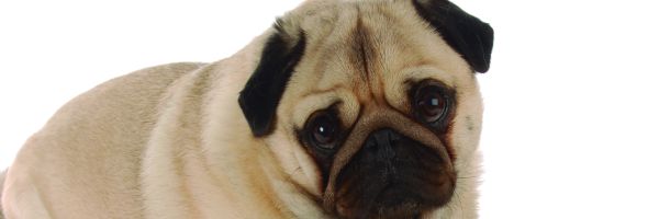 Enfermedades caninas asociadas con la nutriciÃ³n. 