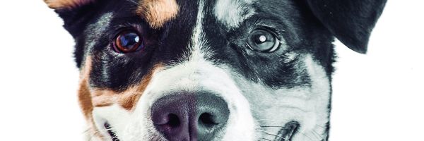 EsterilizaciÃ³n: Â¿Buena o mala?