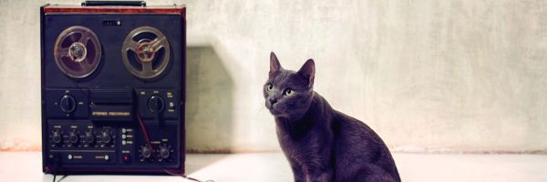 Musicoterapia en gatos. 