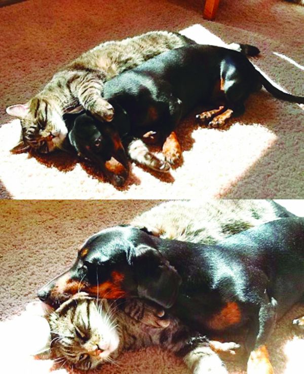 El amor canino