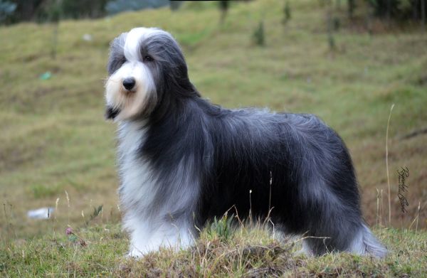 Bearded Collie