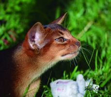 Naturaleza felina