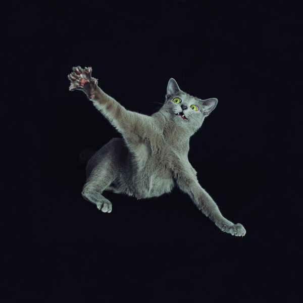 SÃ­ndrome del gato volador