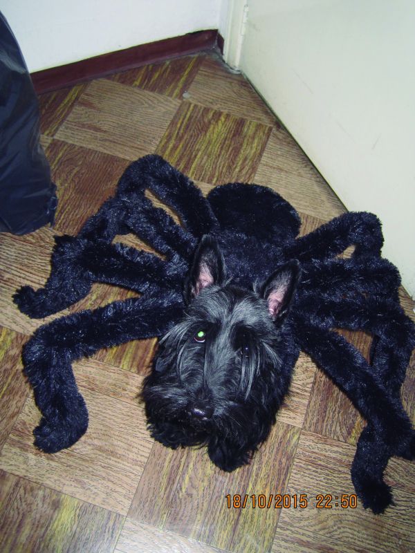 El halloween canino