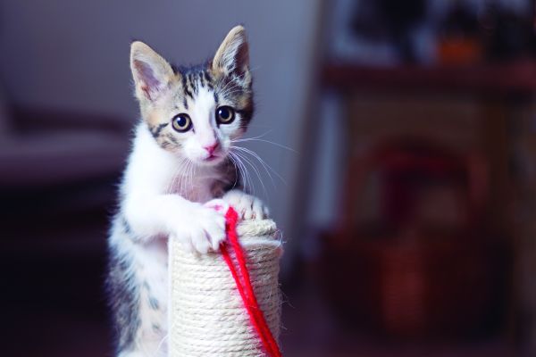 Viviendo con gatos 