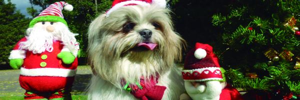 Navidad Canina
