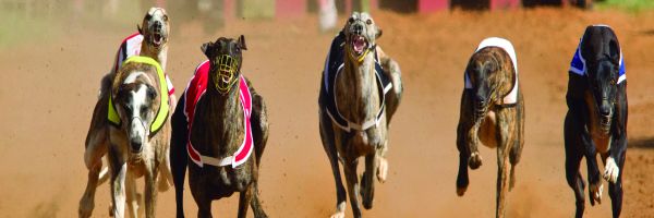 Historia de los deportes caninos 