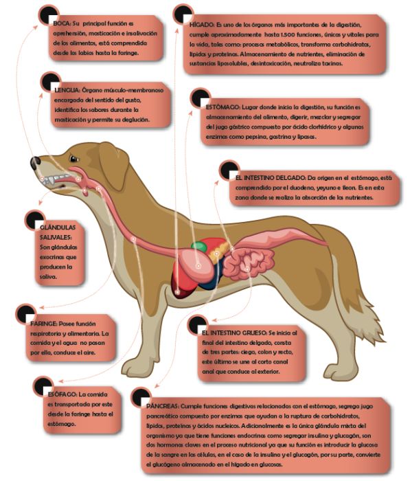 Aparato digestivo y digestibilidad