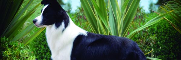 Border Collie
