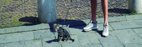 Mi gato no es un gato pequeÃ±o 