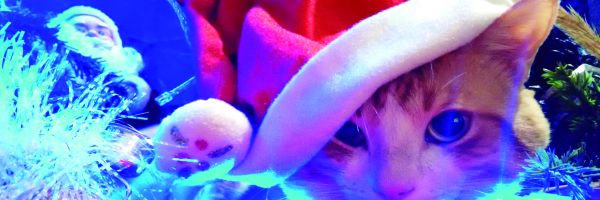 Navidad felina