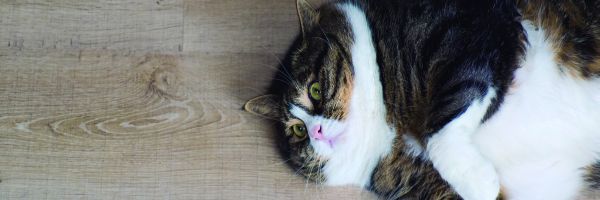 Diabetes felina 