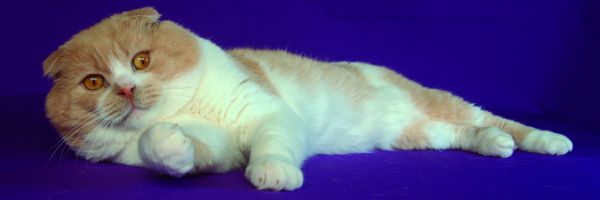 Scottish Fold